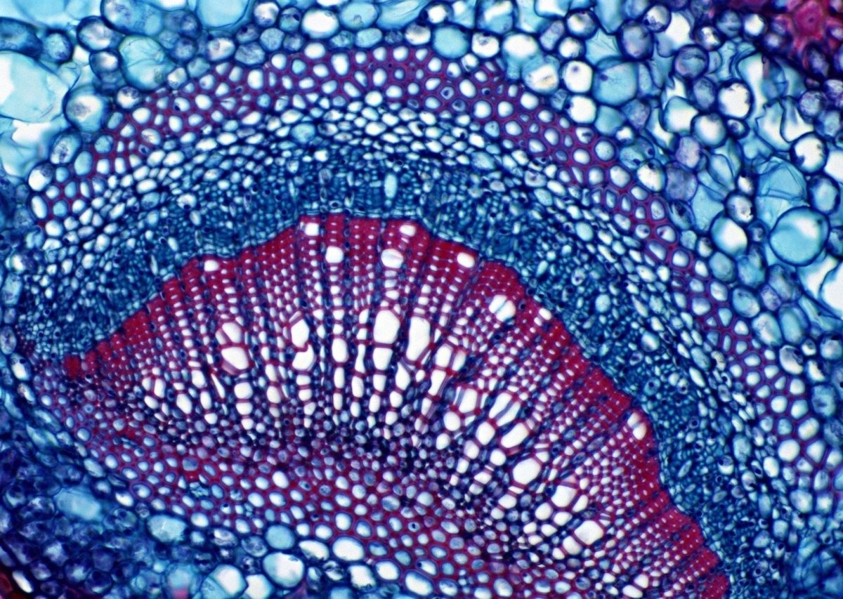 Клетка под микроскопом рисунок
