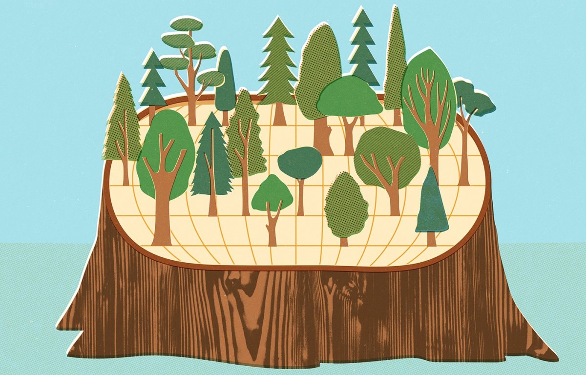 Вырубка леса рисунок