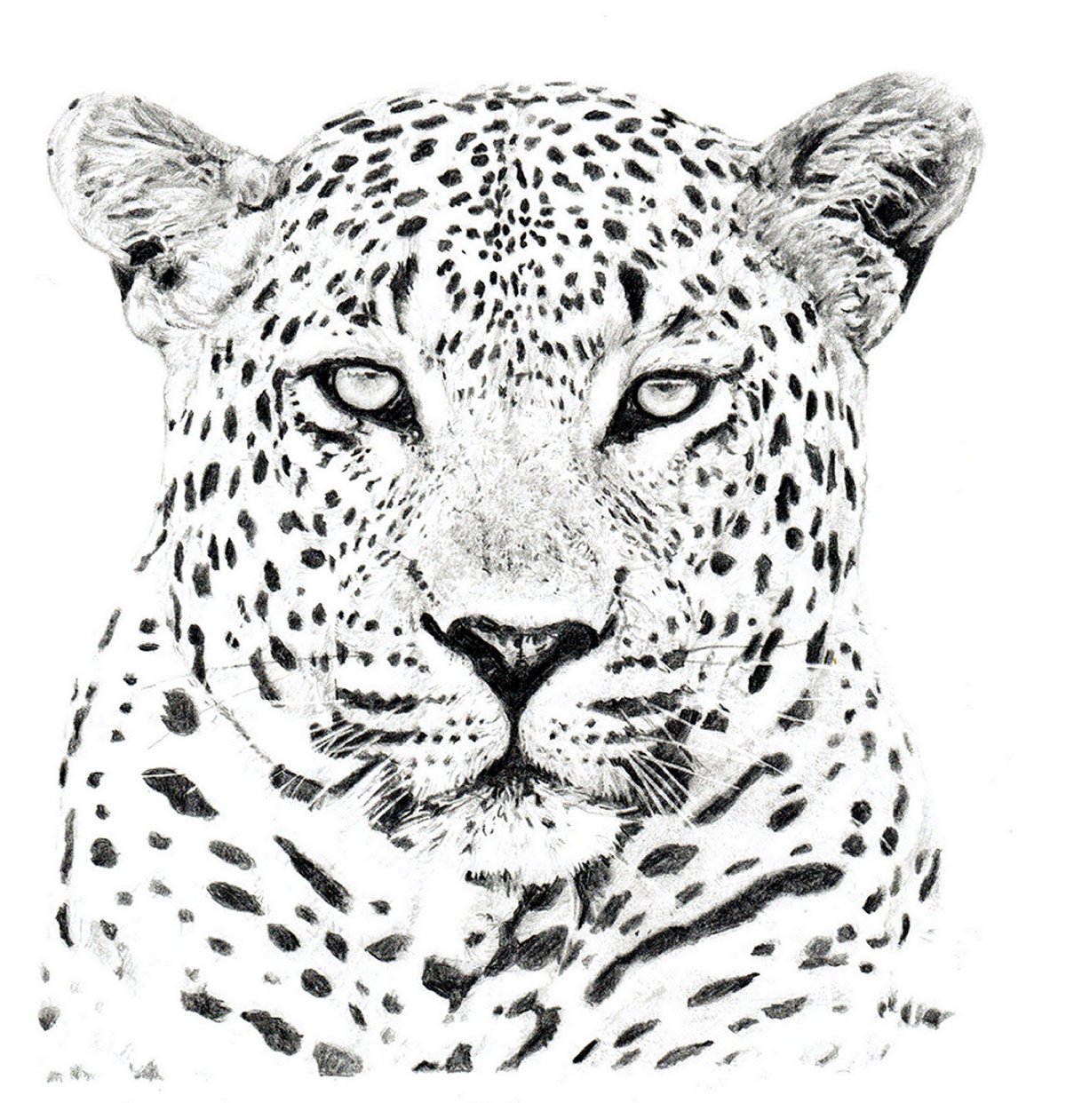 Голова леопарда рисунок