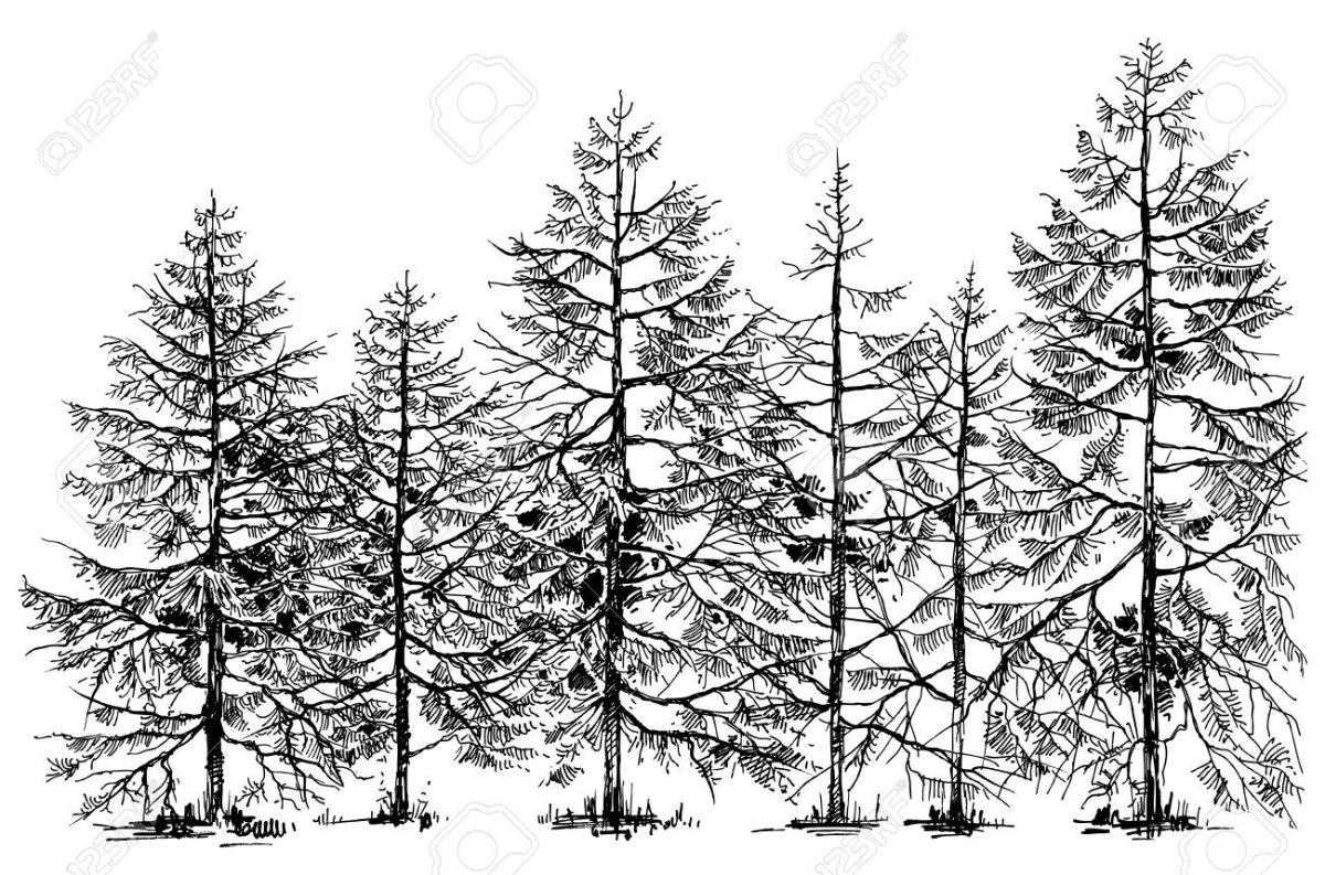 Нарисованный черно белый лес