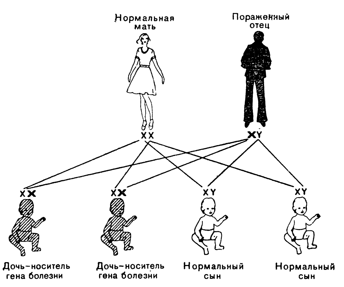 Папа гена мама. Схема наследования шизофрении. Схема передачи шизофрении по наследству. Генетическая схема наследования. Наследование от матери и отца.