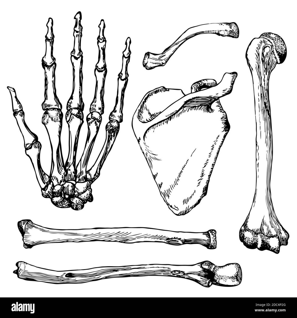 Ковид кости. Кости человека. Рисунок костей. Кости человека рисунок. Кость рисунок анатомия.