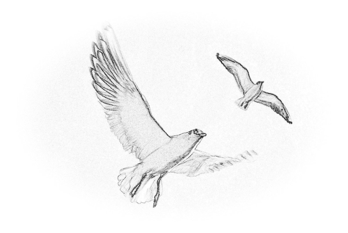 Рисунок летящая чайка