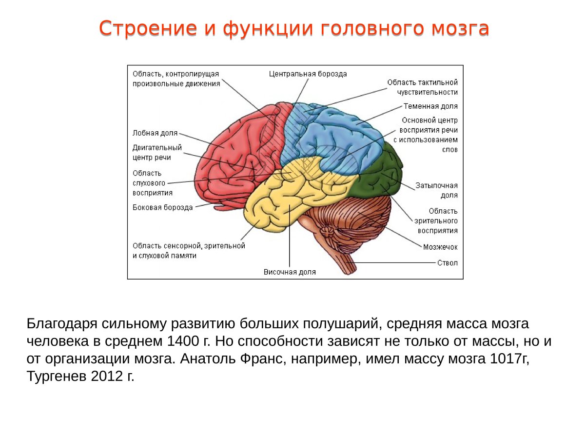 Полушария входят в состав мозга. Доли больших полушарий головного мозга схема. Топография зон коры головного мозга. Фронтальные зоны коры больших полушарий.