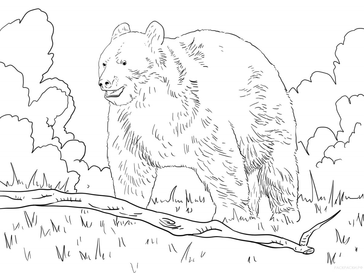 Раскраска медведь в лесу