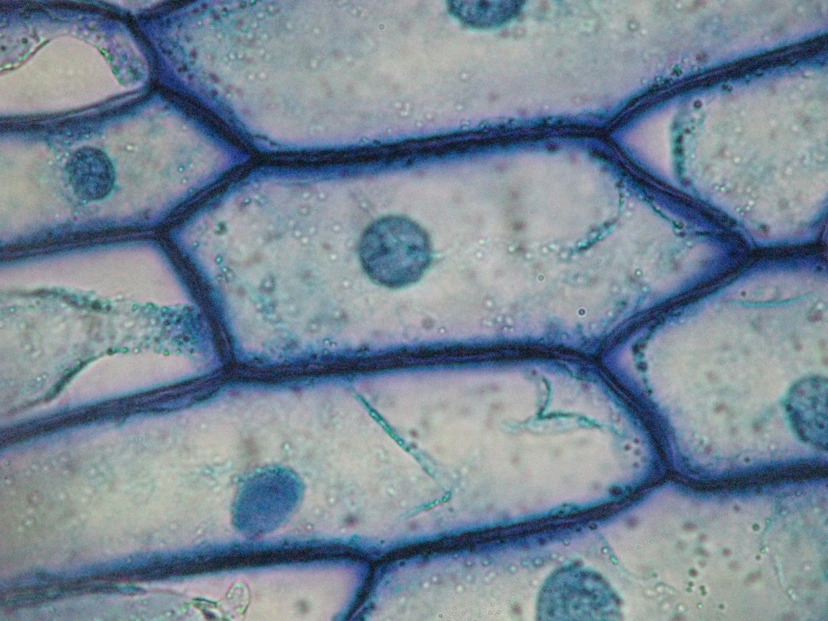 раст клетка под микроскопом фото 66