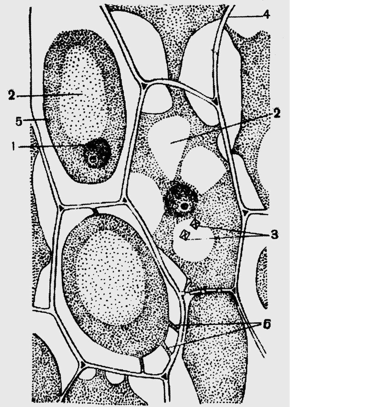 Клетка лука под микроскопом рисунок