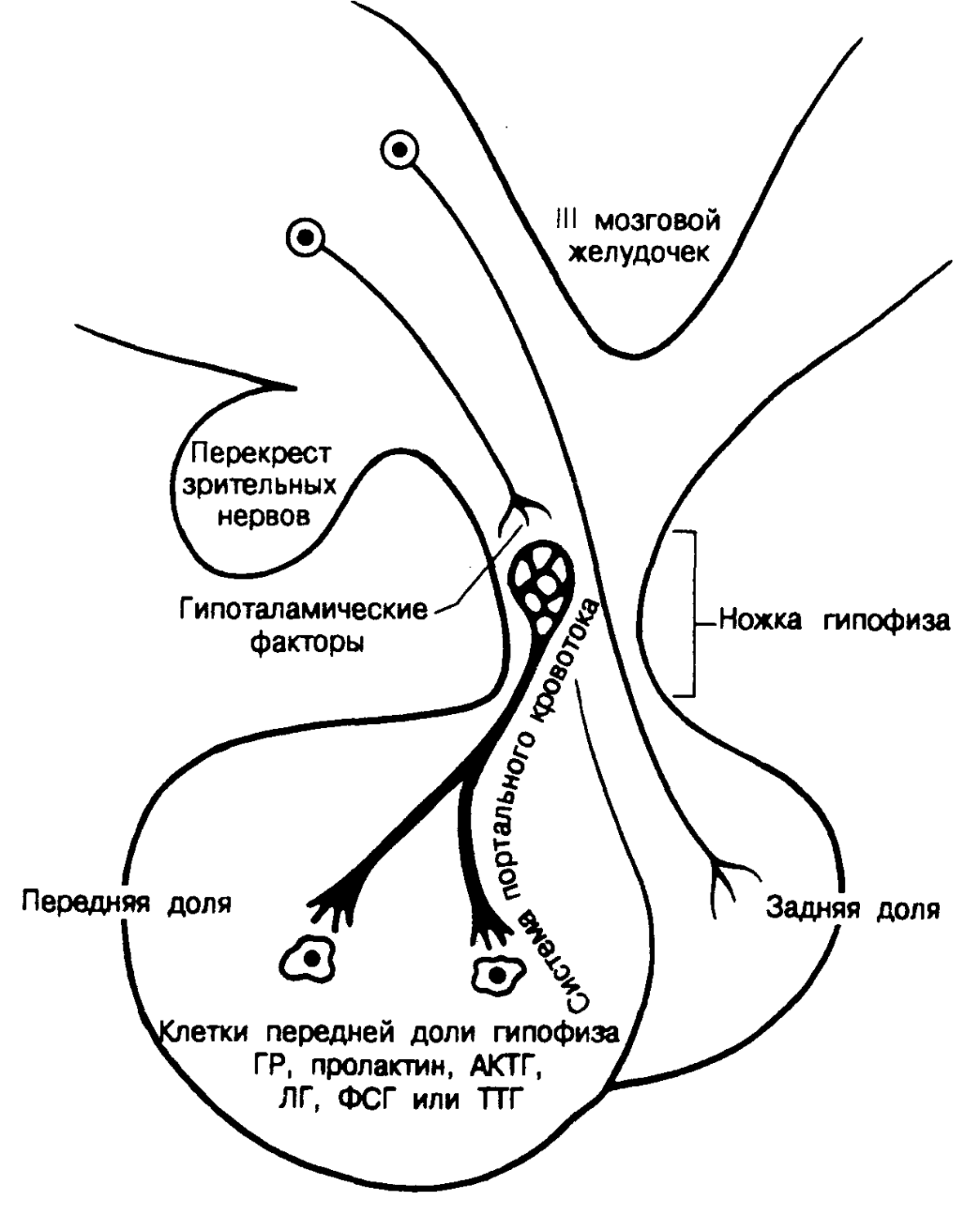 Гормоны гипоталамо-гипофизарной системы. Гипоталамо-гипофизарная система строение анатомия. Портальная система гипоталамо-гипофизарной системы. Гипоталамо-гипофизарная система схема.