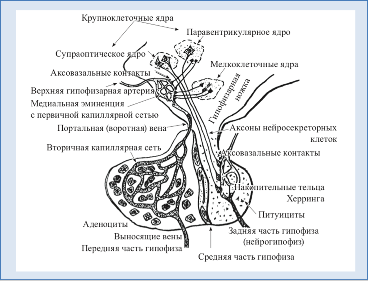 Гипофиз кровеносная система. Схема гипоталамо-гипофизарной нейросекреторной системы. Строение гипоталамо-гипофизарной системы гистология. Схема строения гипоталамо гипофизарной системы. Гипоталамо-гипофизарная система схема гистология.