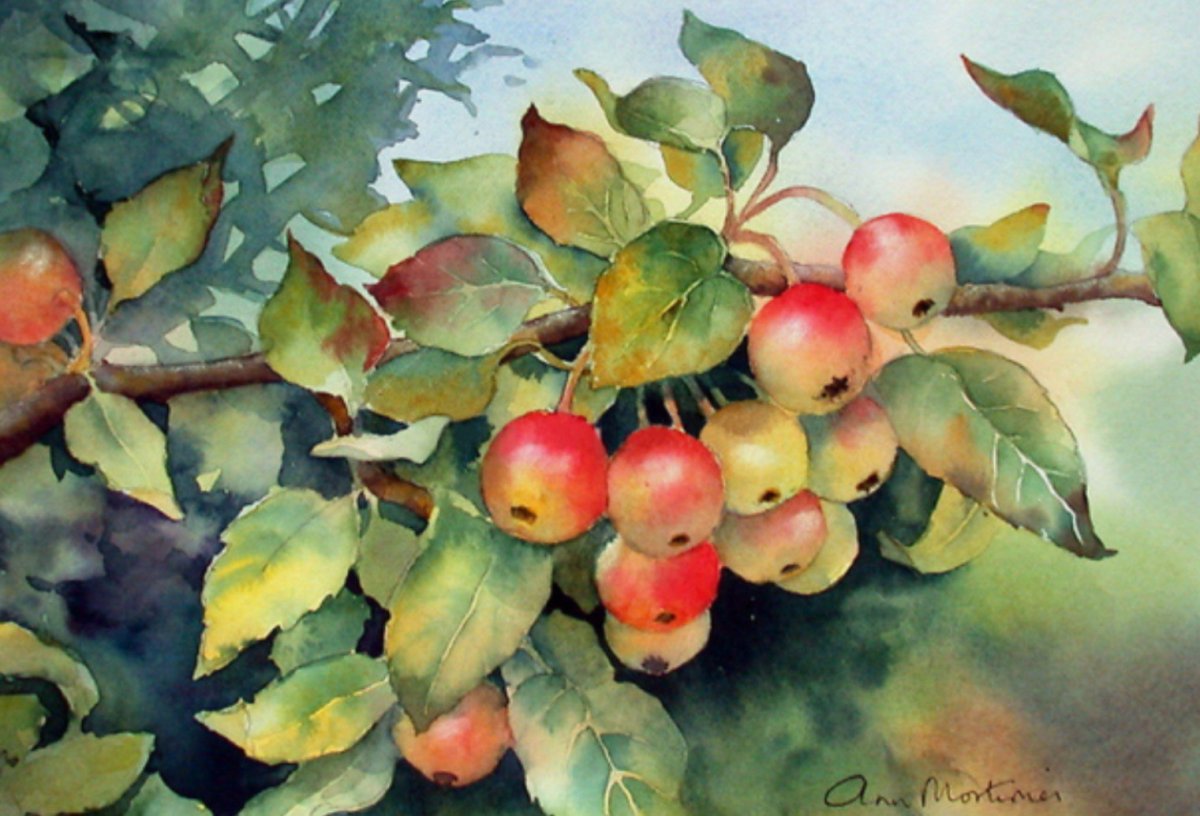 Рисунок ветка яблони с яблоками