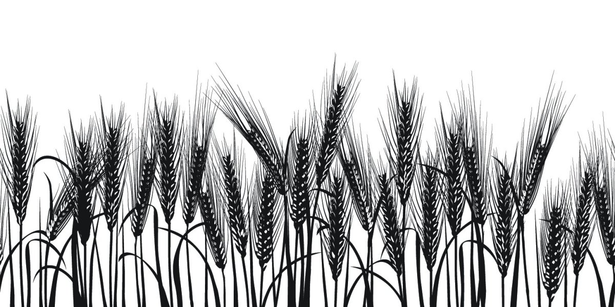 Рисунок поле пшеницы