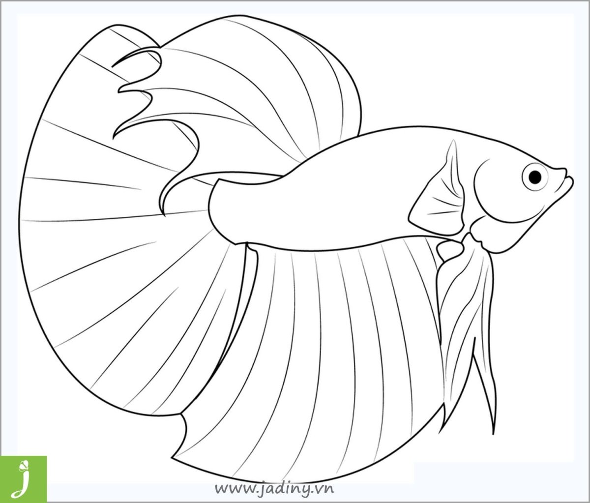 Рыбка вуалехвост рисунок