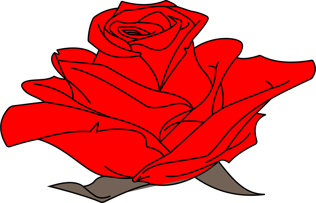 На белом листе бумаги нарисован красный цветок. Красные розы на прозрачном фоне. Красный цветок рисунок. Нарисовать розу.