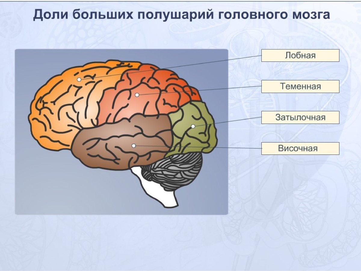 Рисунок доли головного мозга