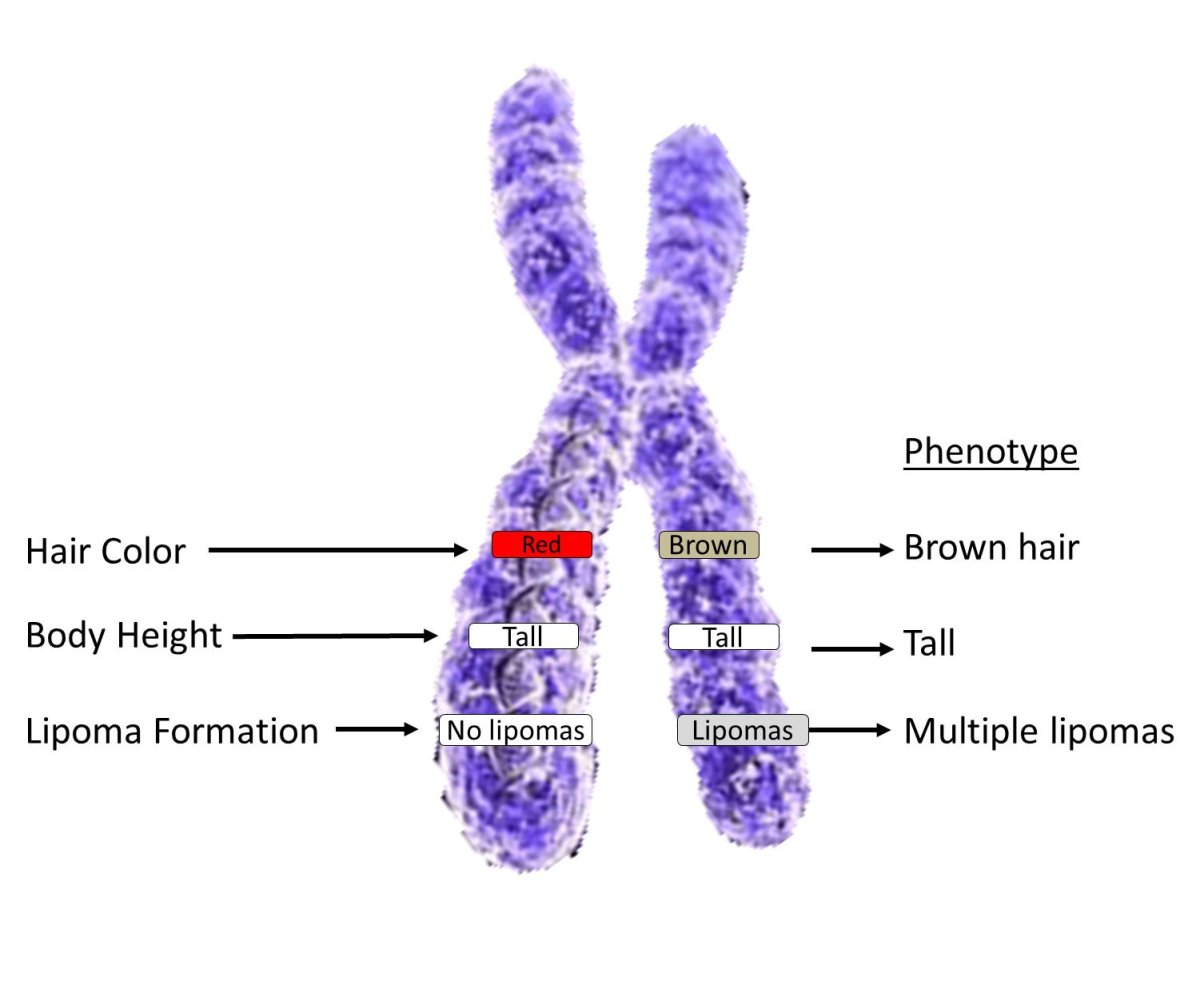 Рисунок хромосома