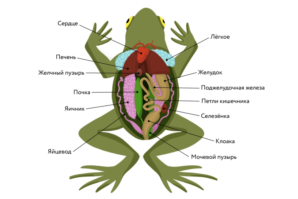 Функция головного мозга лягушки. Внутреннее строение лягушки схема. Выделительная система лягушки. Выделительная система лягушки 7 класс. Внутреннее строение земноводных 7.