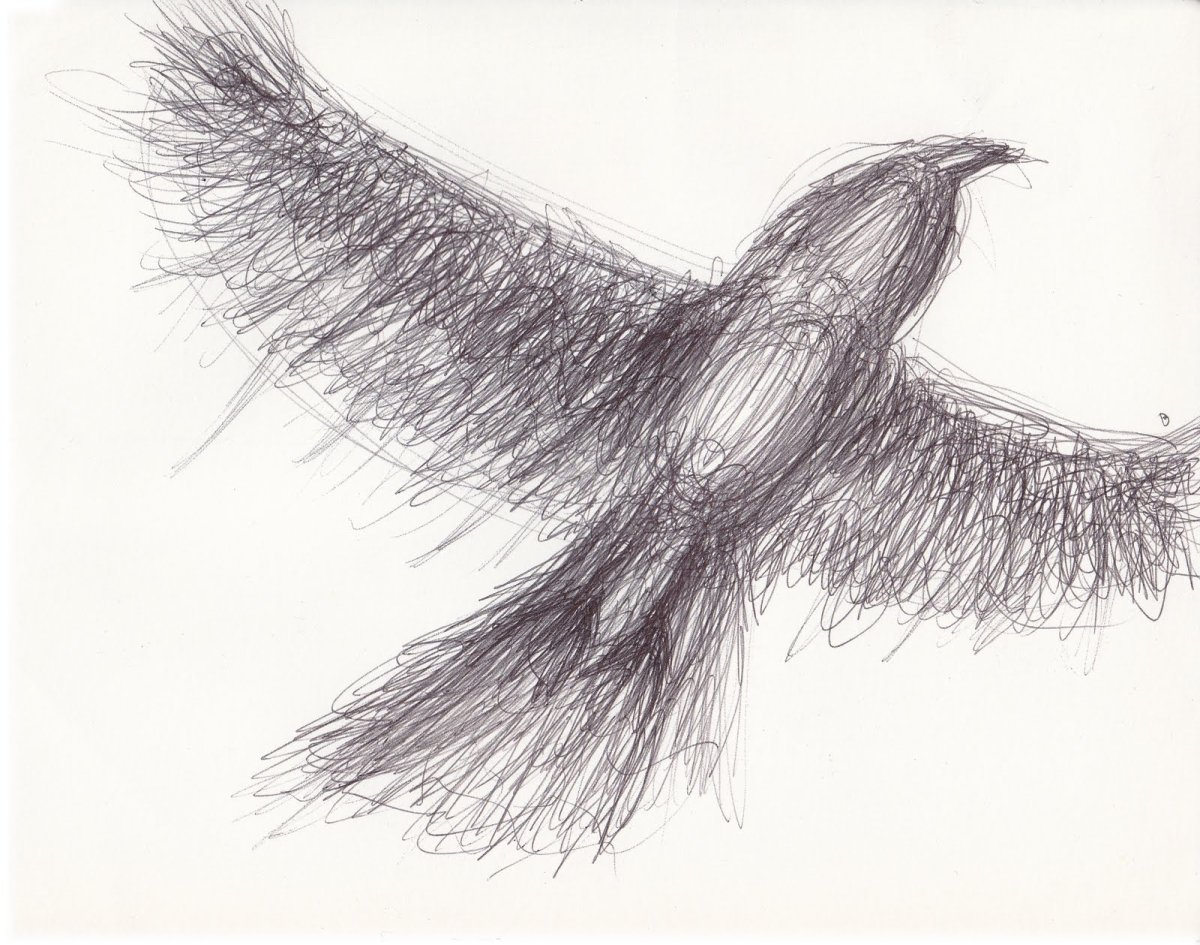 Очень легкая птица. Птица рисунок. Птица карандашом. Птица в полете рисунок. Зарисовки птиц в полете.