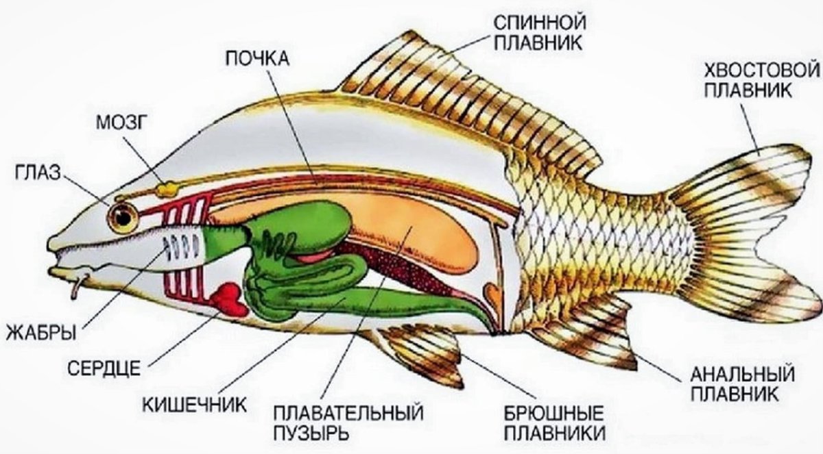 Рисунок мозг рыбы