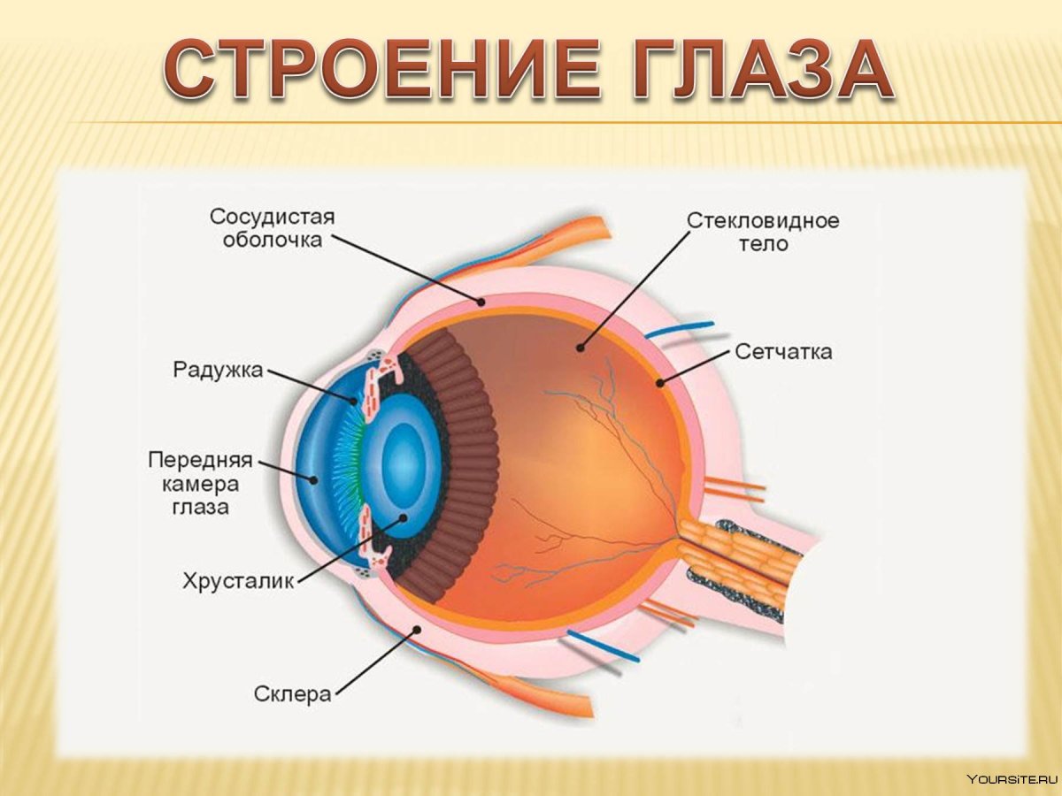 На сетчатку глаза за 3 с. Строение глаза человека анатомия. Строение глаза сбоку. Строение глаза человека схема. Как устроен глаз человека.