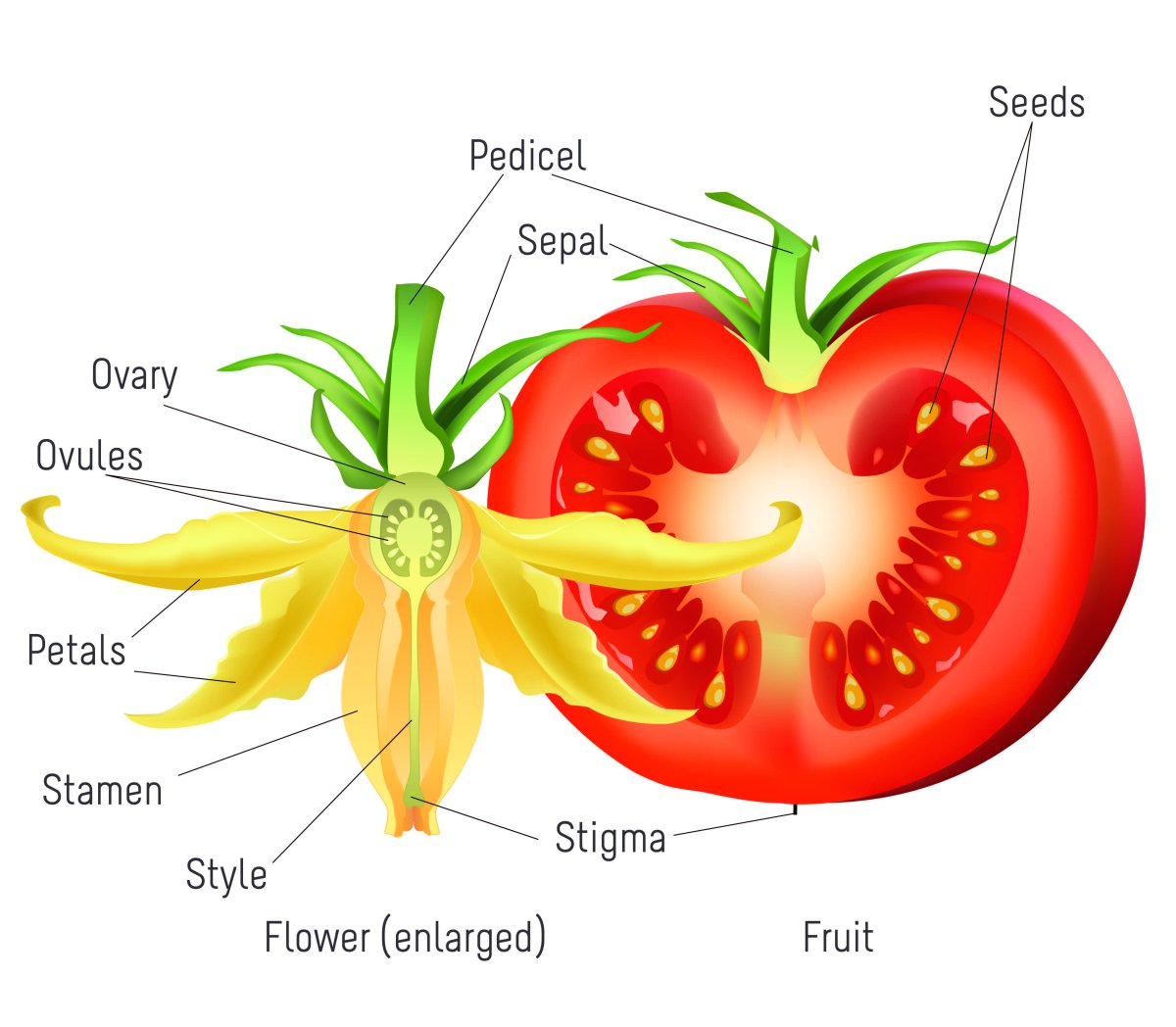 Рисунок помидор в разрезе