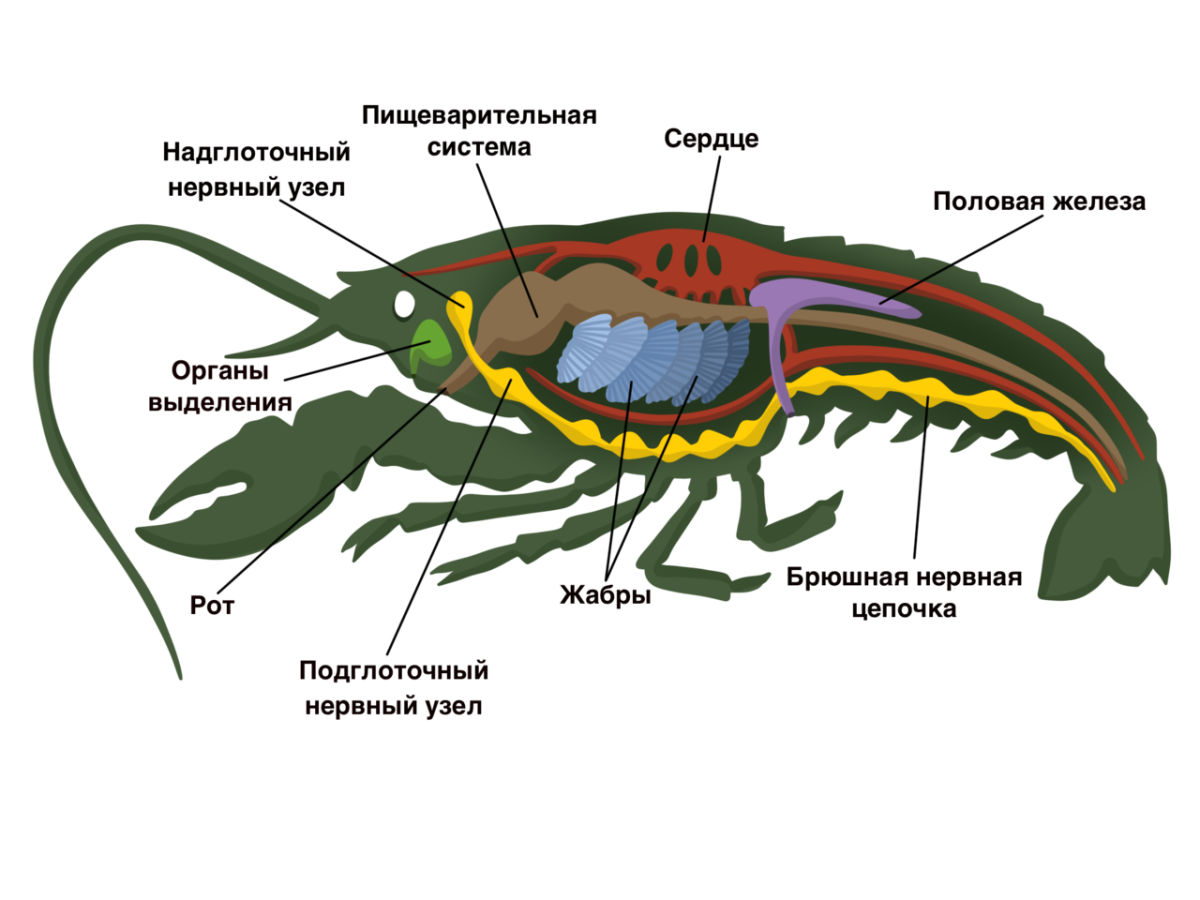 Рассмотрите схему строения нервной системы речного. Пищеварительная система ракообразных 7 класс. Внутреннее строение ракообразных 7 класс биология. Пищеварительная система ракообразных схема. Выделительная система ракообразных 7 класс.