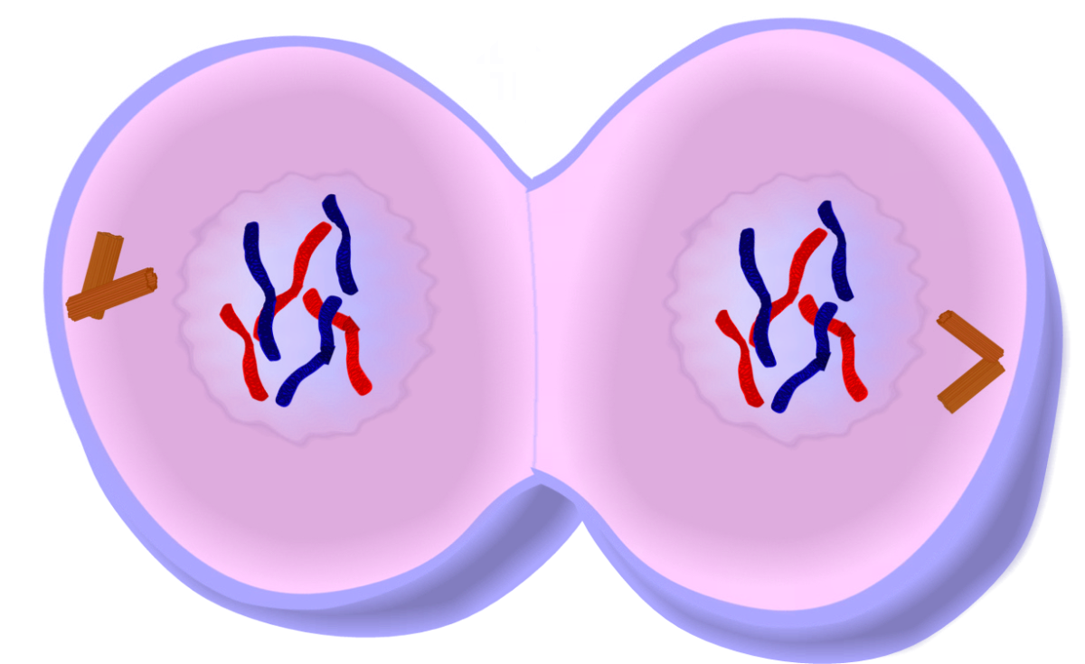 Мейоз 1 телофаза 1. Телофаза мейоза 2. Телофаза мейоза 1. Мейоз 2 телофаза 2. Клетка метка