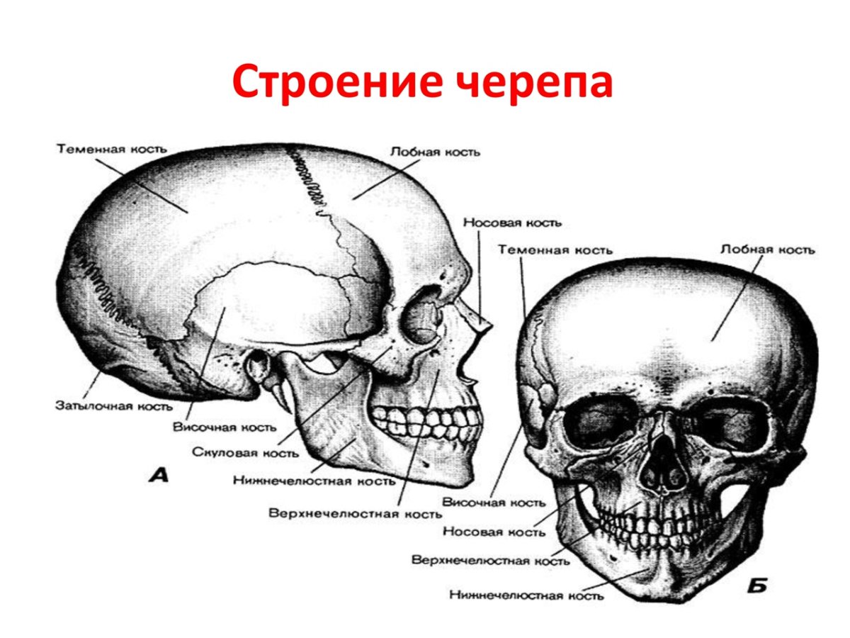 Строение черепа рисунок