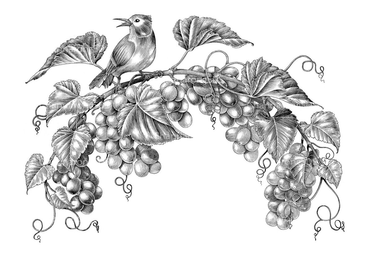 Рисунок винограда легкий