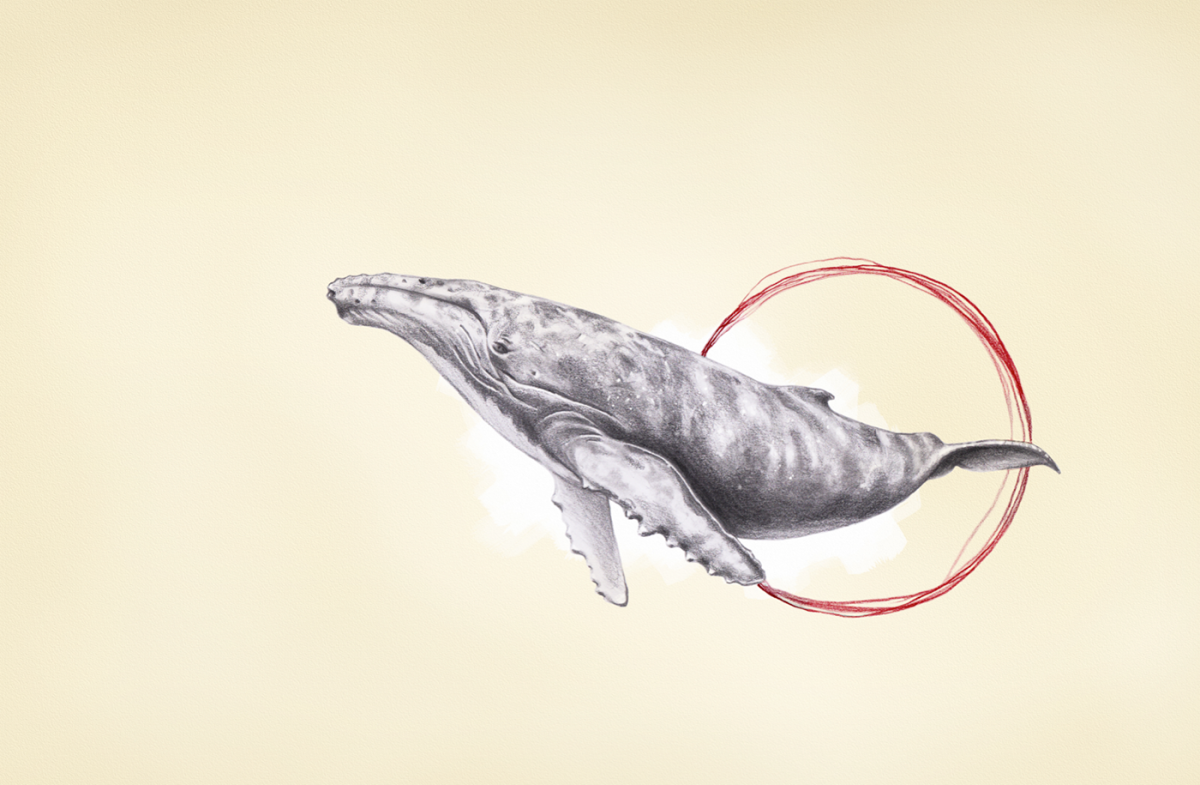 Рисунок горбатый кит