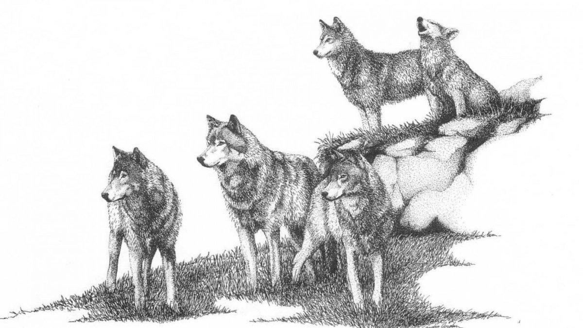 Собака и волк рисунок