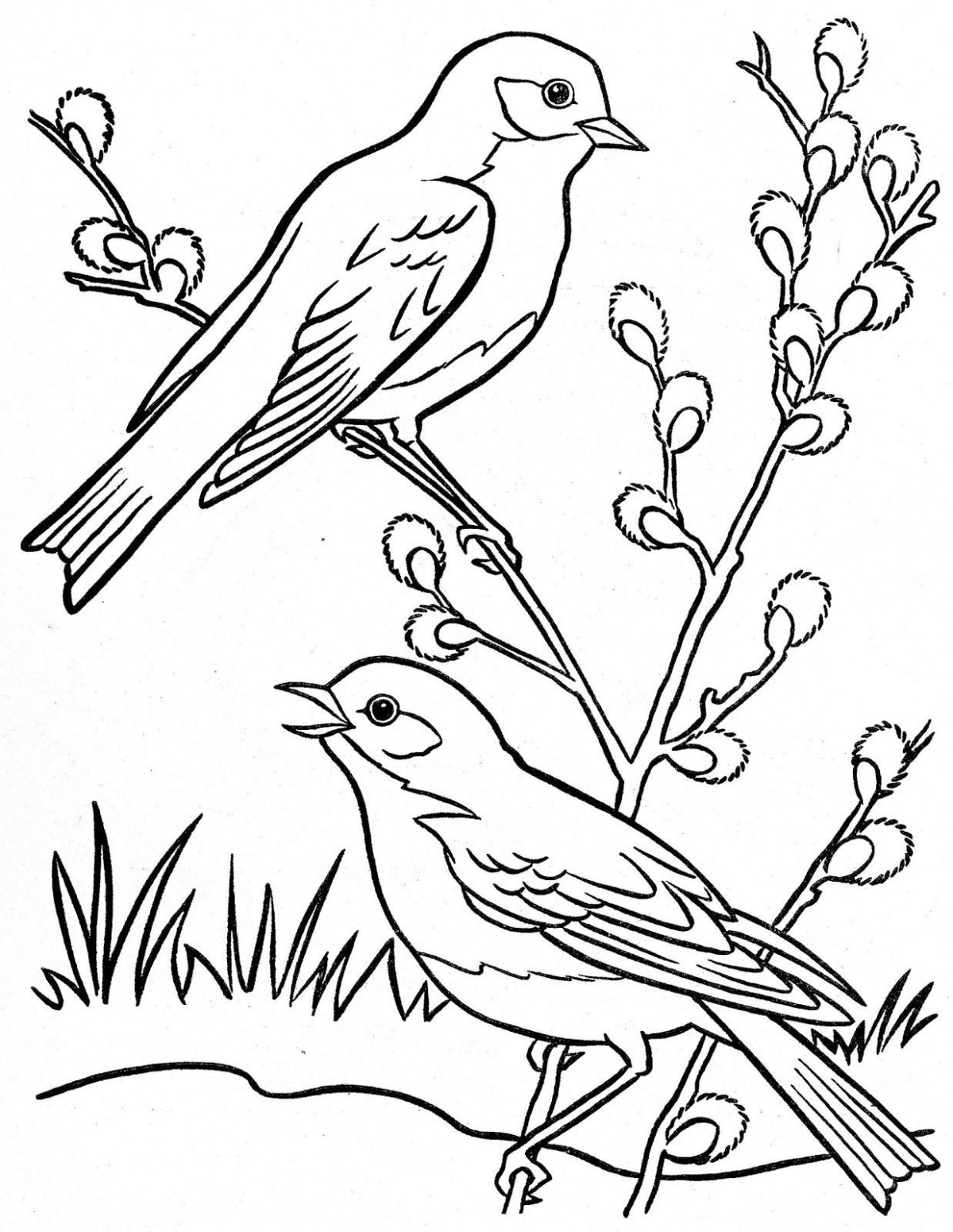 Раскраска животные и птицы весной