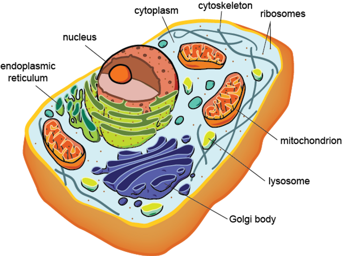 Эукариотических организмов имеется. Клетка эукариот. Эукариотическая клетка. Строение клетки эукариот. Строение эукариотической клетки рисунок.