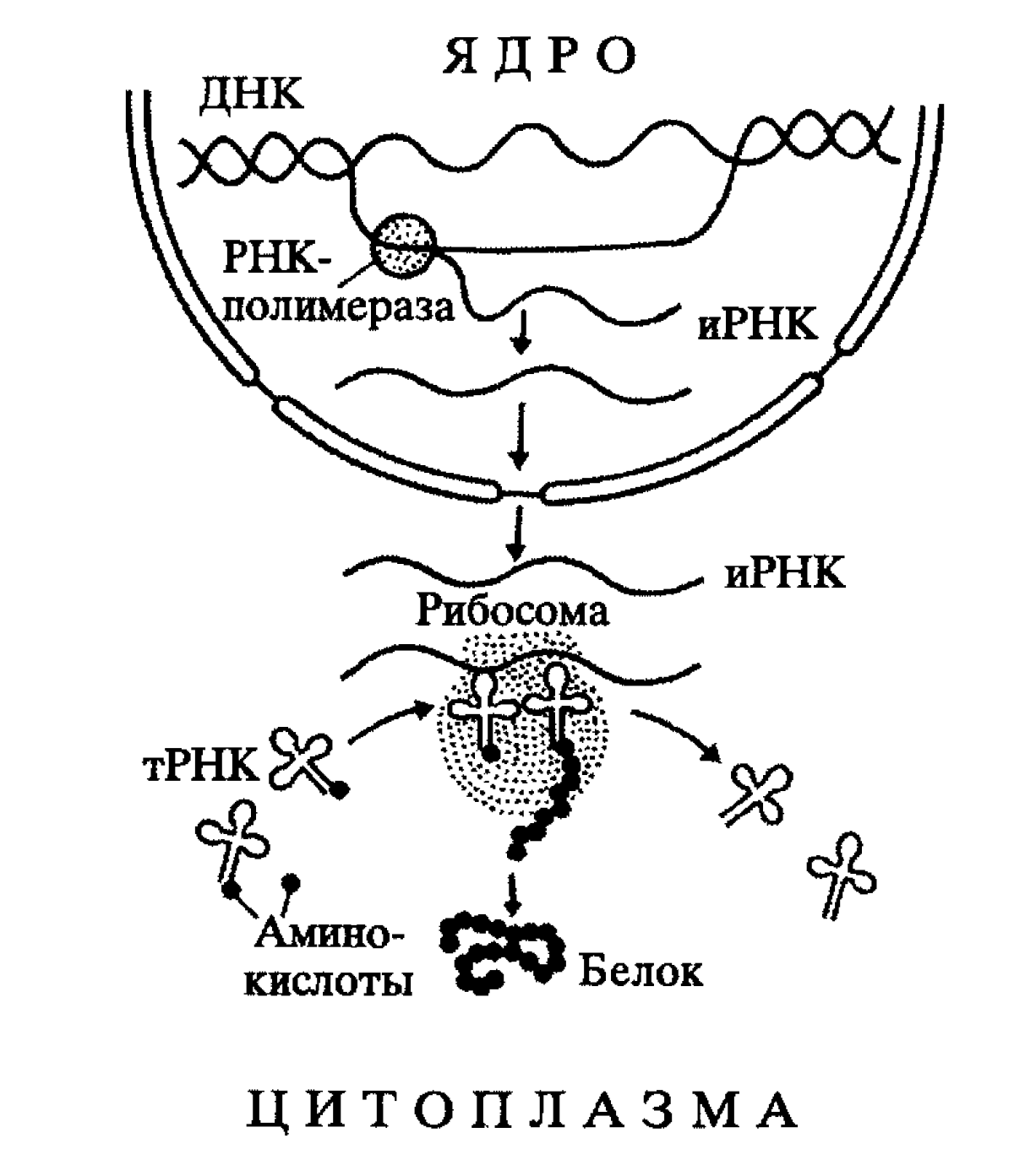 Трансляция Биосинтез белка схема. Схема синтеза белка в рибосоме. Биосинтез белка схема. Схема процесса транскрипции Биосинтез белка. Этап первичного синтеза