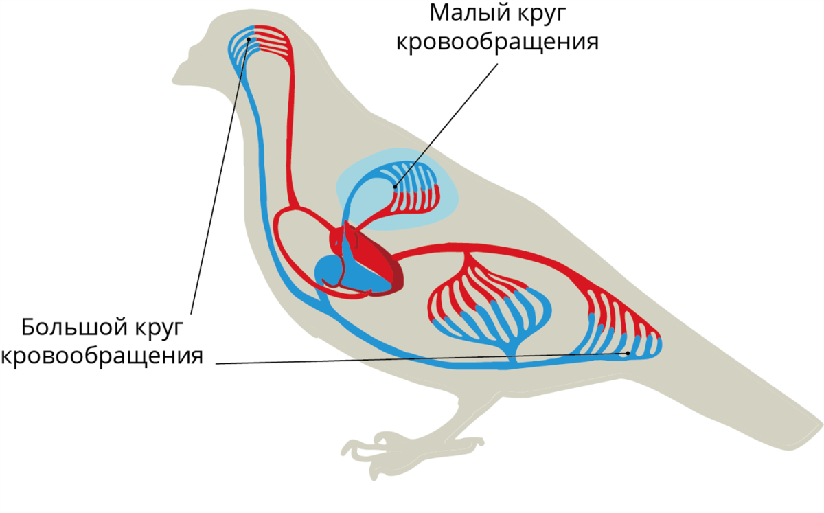 Кровеносная система птиц замкнутая. Кровеносное строение птиц. Кровеносная система птиц. Внутреннее строение голубя. Внутренняя система птиц.
