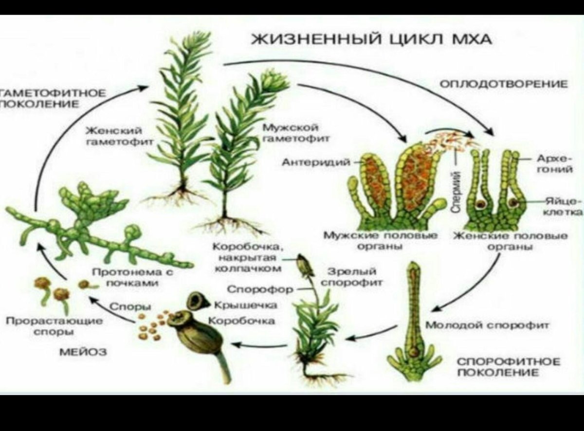 Циклы высших споровых растений. Жизненный цикл моховидных. Жизненный цикл мха. Цикл развития мхов и папоротников. Высшие споровые растения.