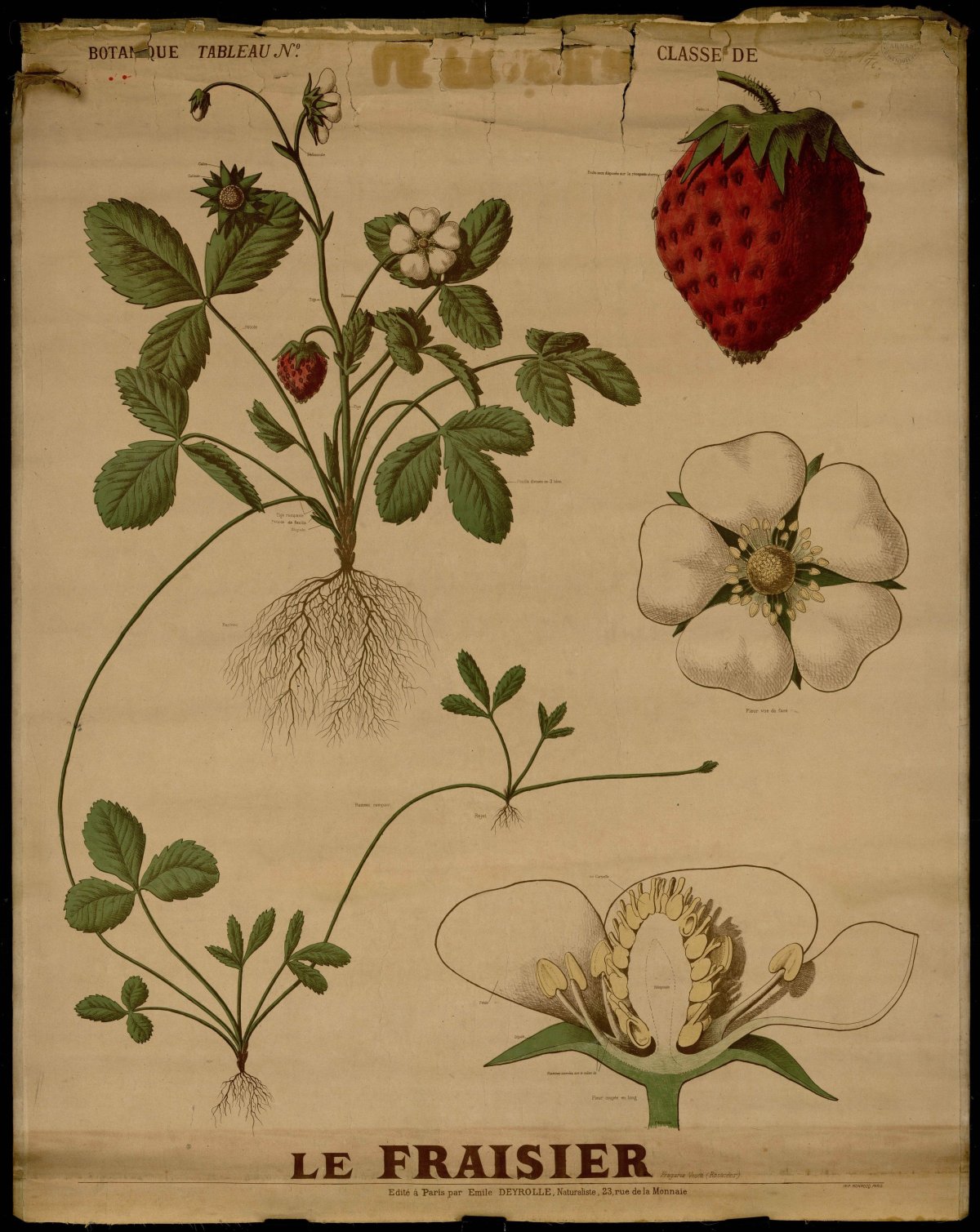 Рисунок розоцветных растений