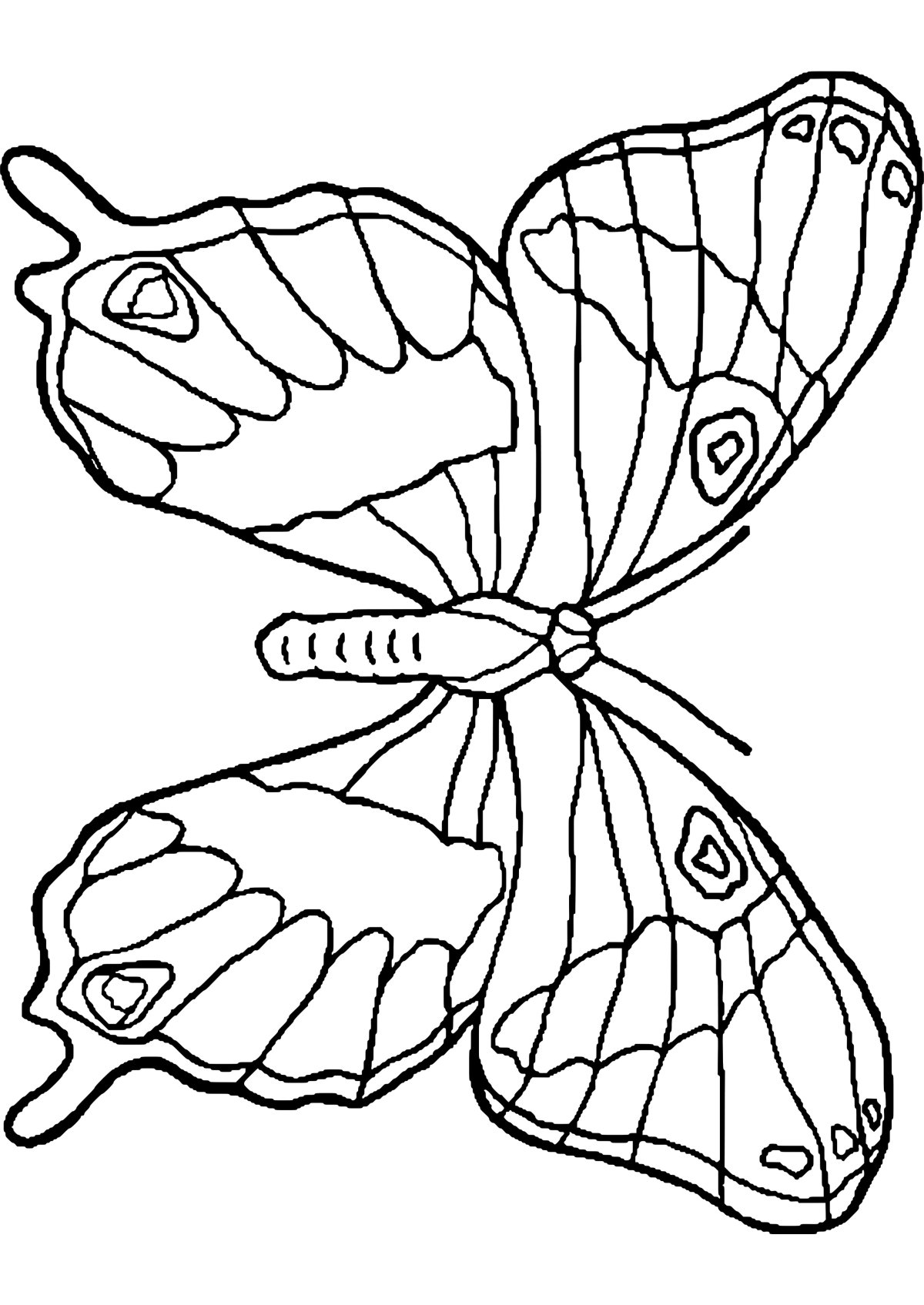 Строение бабочки рисунок