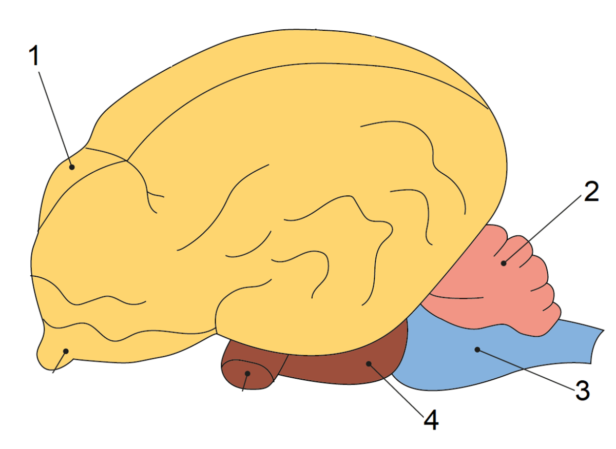 Головной мозг млекопитающих характеризуется. Отделы головного мозга млекопитающих. Головной мозг млекопитающих. Строение мозга млекопитающих. Функции отделов головного мозга млекопитающих.