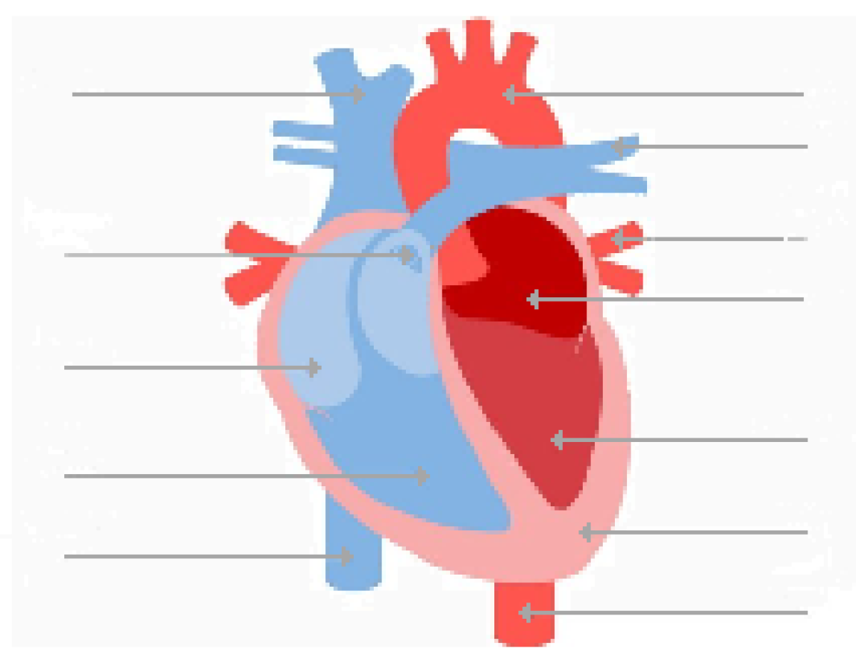 Human structure. Diagram of Human Heart. Строение сердца на английском.