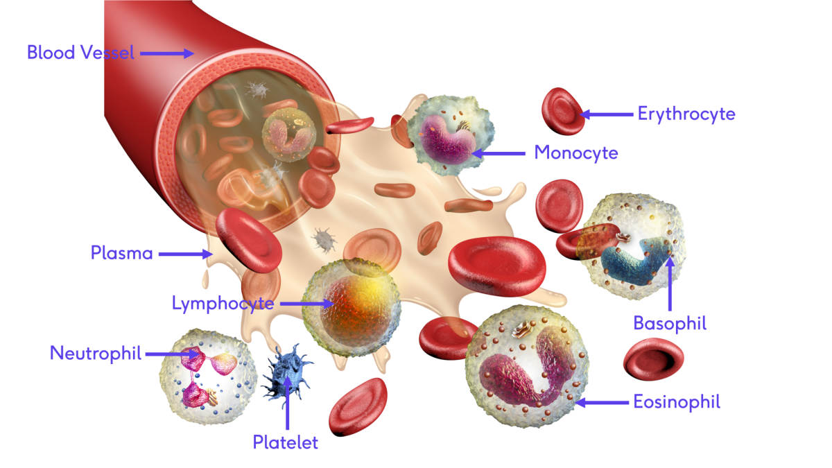 Селезенка лейкоциты. Иммунные клетки крови. Эритроциты лейкоциты тромбоциты. Лейкоциты в крови под микроскопом. Строение крови.