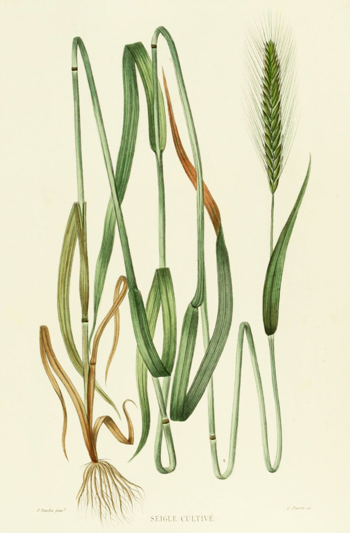 Ботанический рисунок пшеница