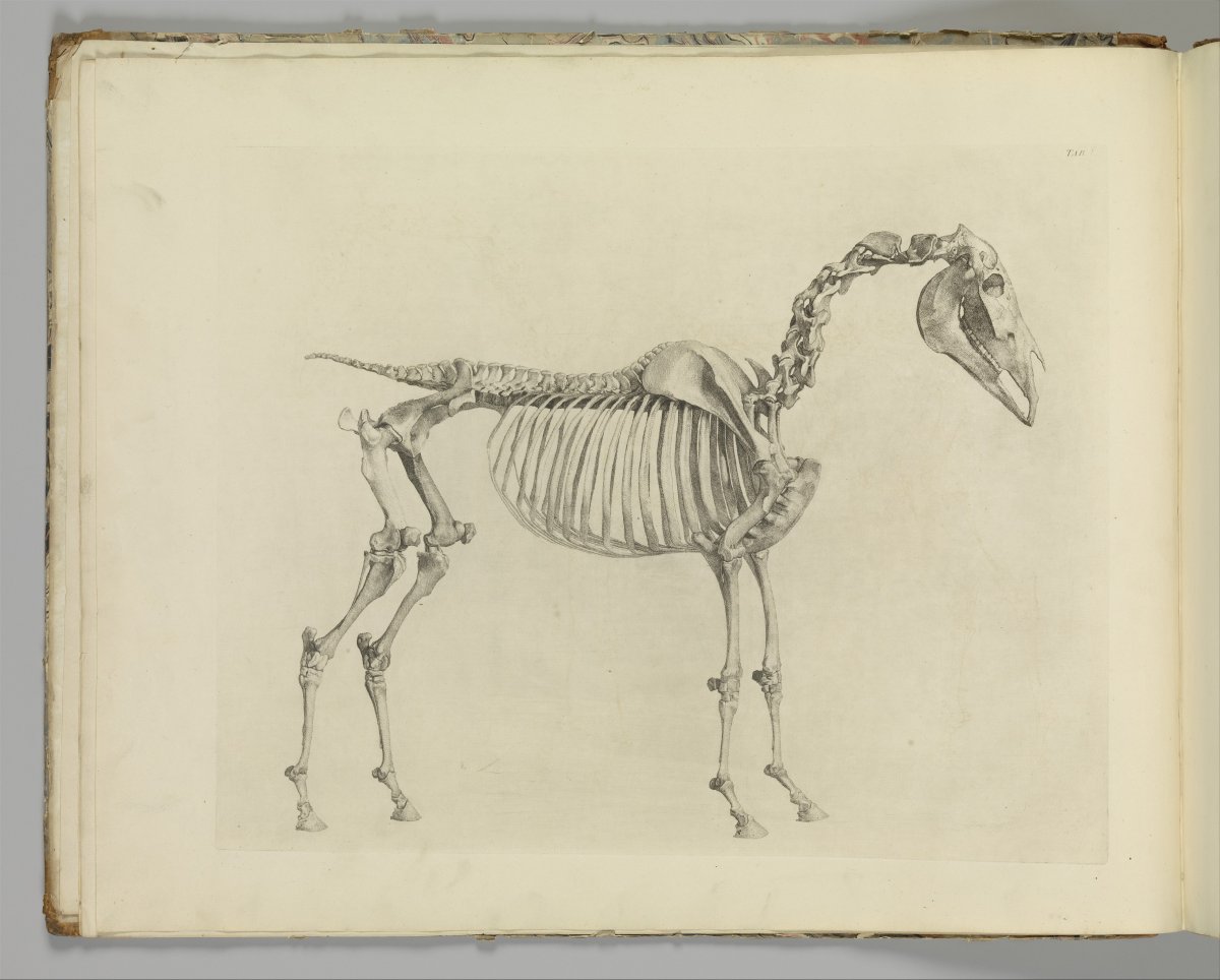 Скелет лошади рисунок