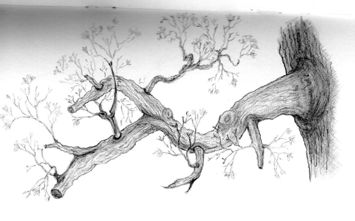 Рисунок ветки дерева карандашом