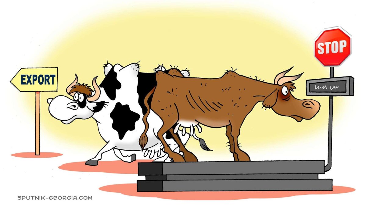 Корова карикатура