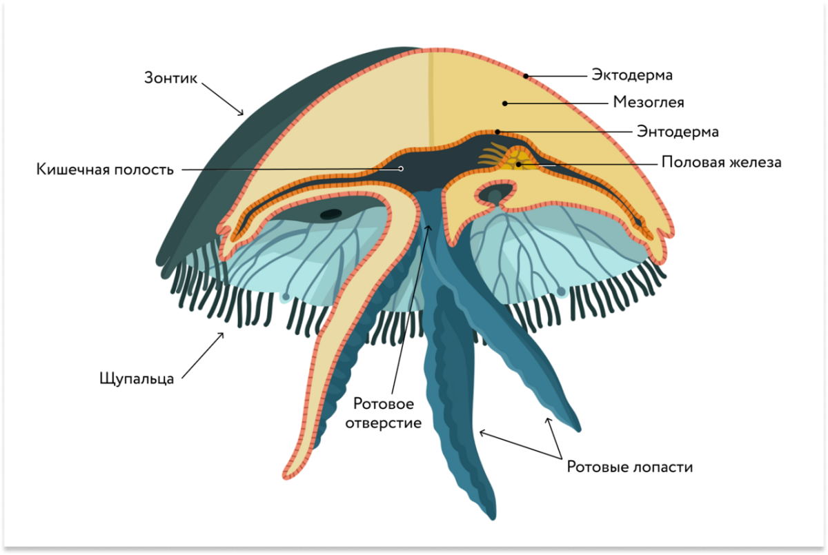 Схема строения сцифоидной медузы. Внутреннее строение сцифоидной медузы. У медузы есть мозги