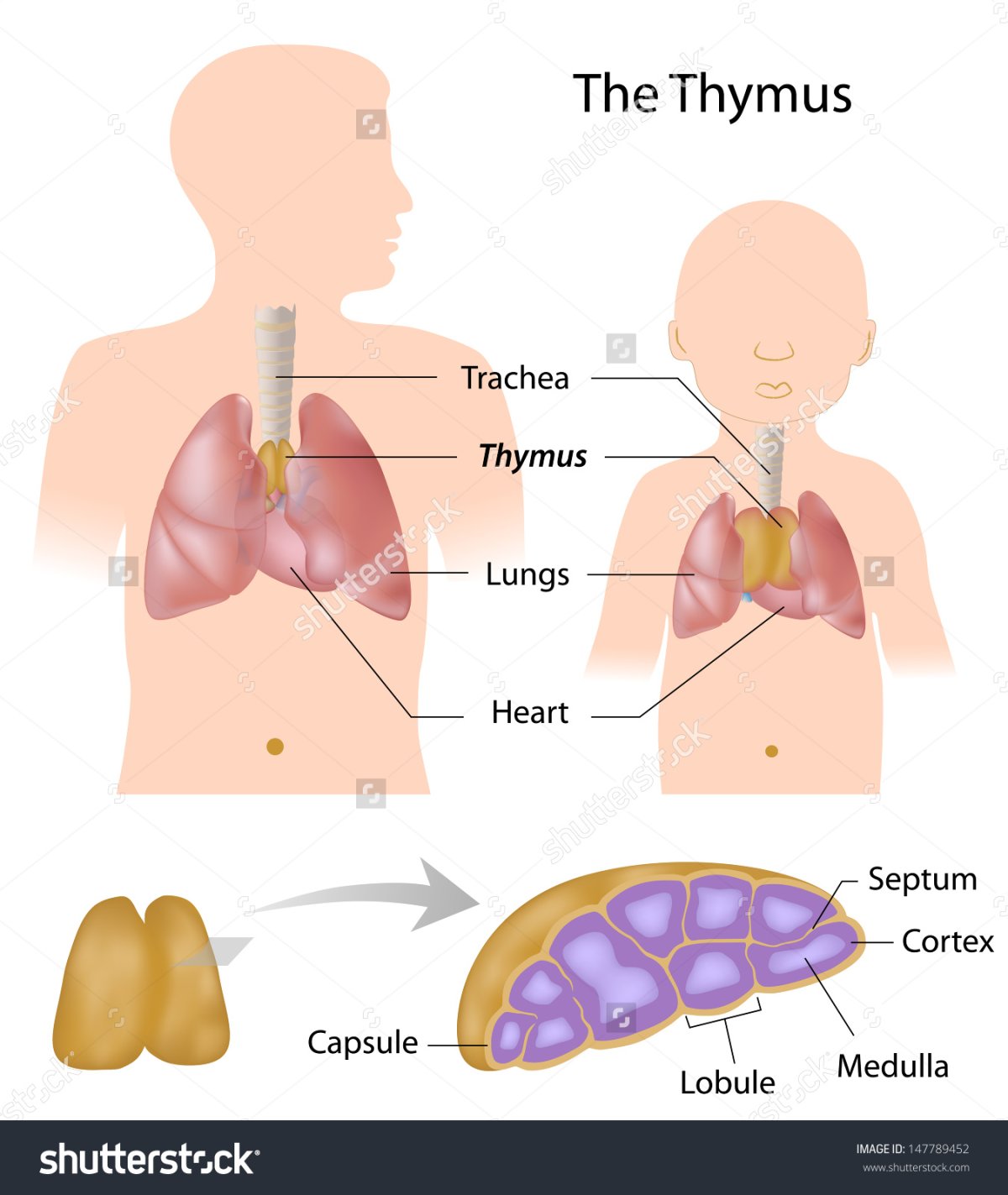 Иммунная система тимус