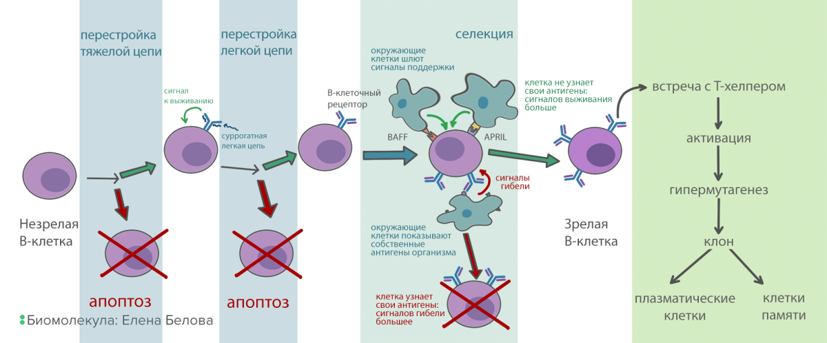 Рисунок лимфоциты