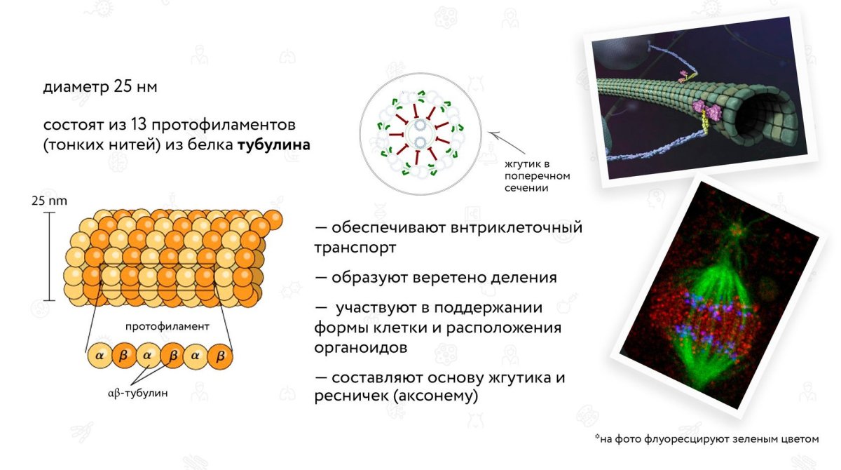 Цитоскелет рисунок легкий. Цитоскелет рисунок простой. Цитоскелет клетки. Цитоскелет бактерий.