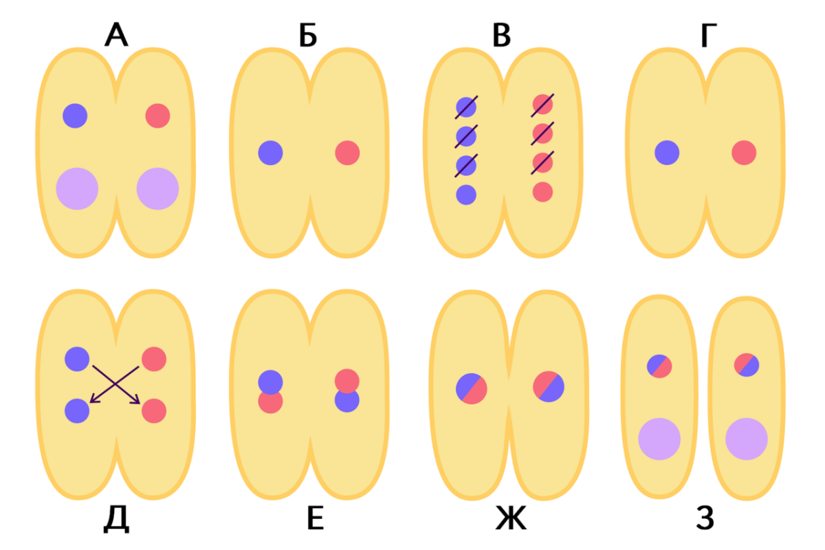 Спирализация хромосом конъюгация. Конъюгация. Размножение инфузории туфельки. Конъюгация картинки. Конъюгация простейших.
