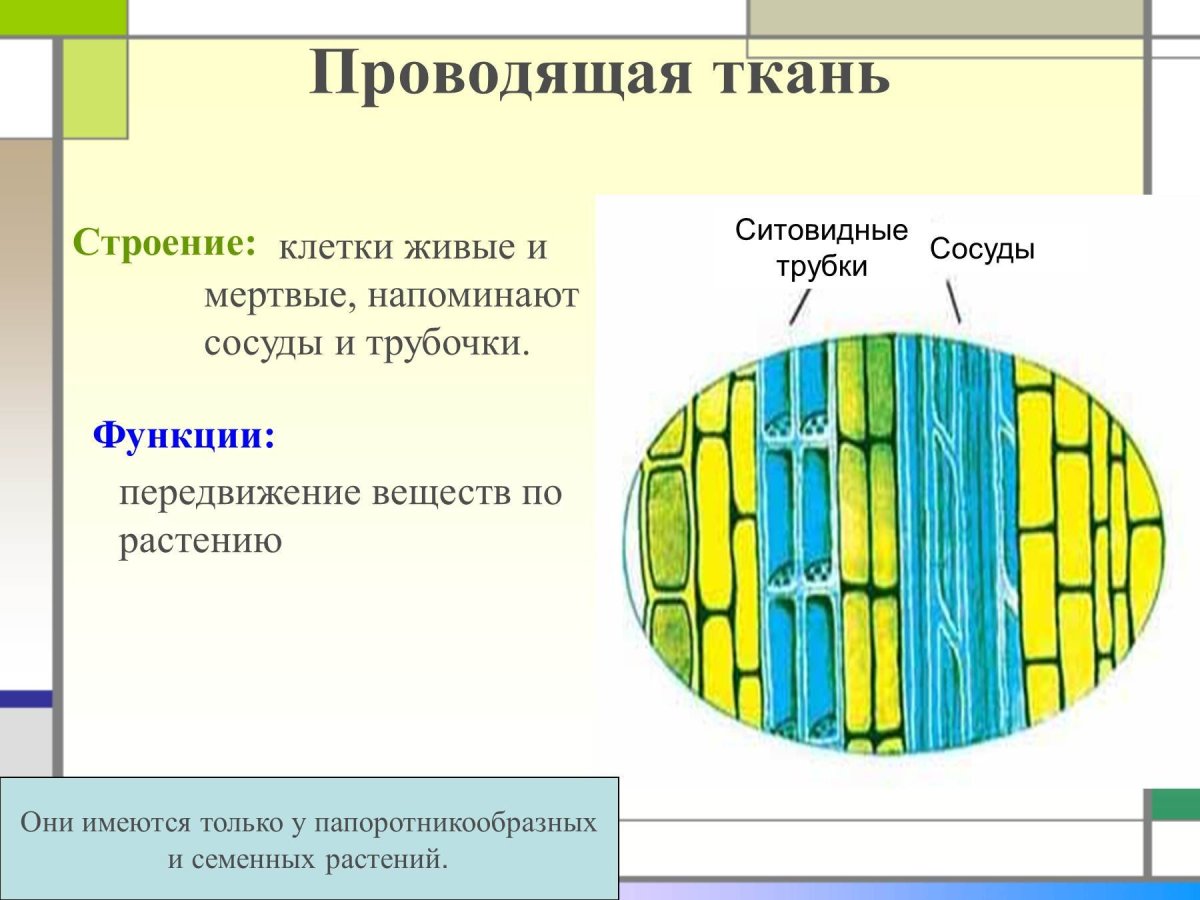 Покровная ткань под микроскопом рисунок